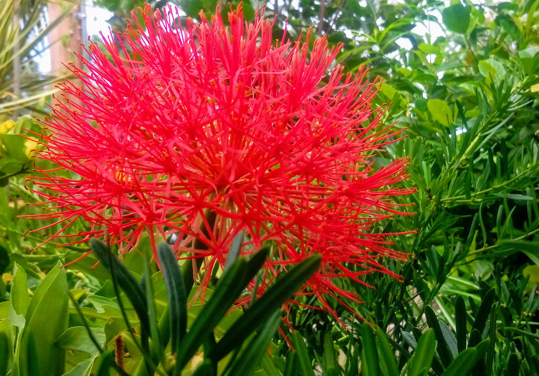Ax Flower Red flower by willyamPax on DeviantArt
