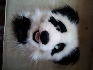 Panda shot 4