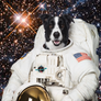 Space Dog