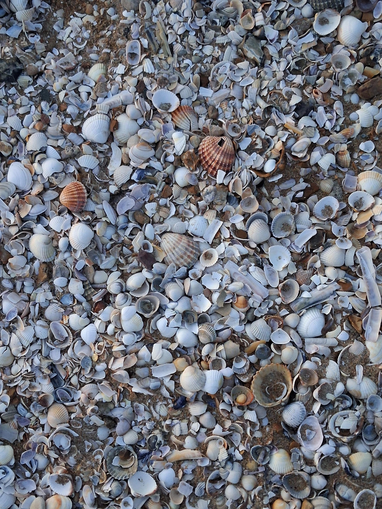 Shells by Kitsch1984 on DeviantArt