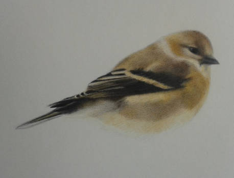 American Goldfinch in winter WIP 2