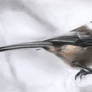 Black-capped chickadee 2