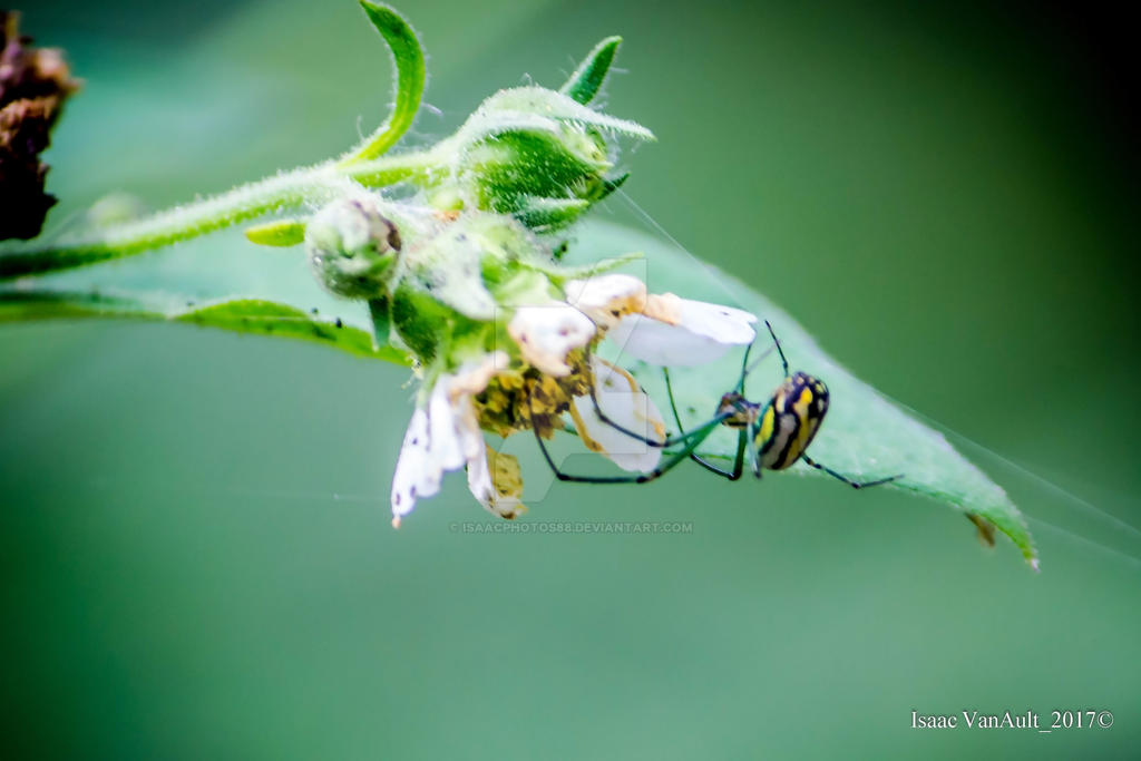 Spider Insect Deviantart Spider! by Isaacphotos88 on DeviantArt