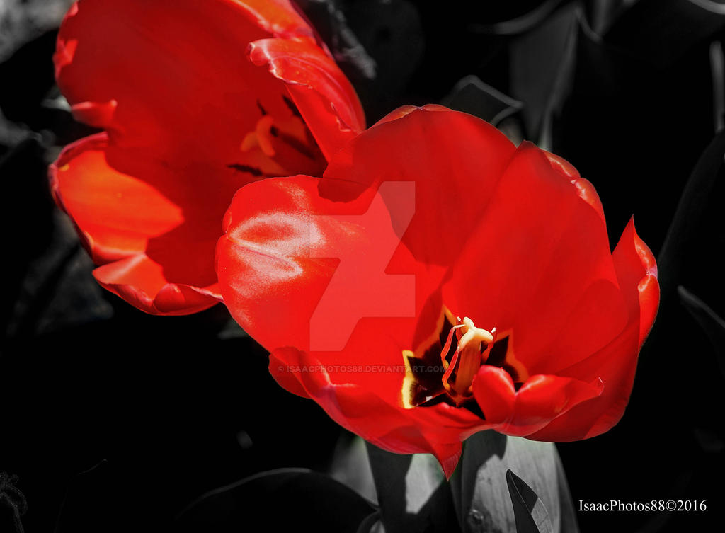 Negated Colors Color and Negative! by Isaacphotos88 on DeviantArt