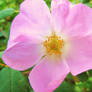 Wild Rose