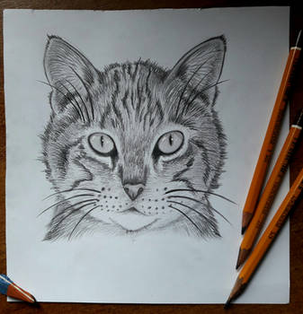 72- Cat drawing