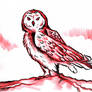 Red owl