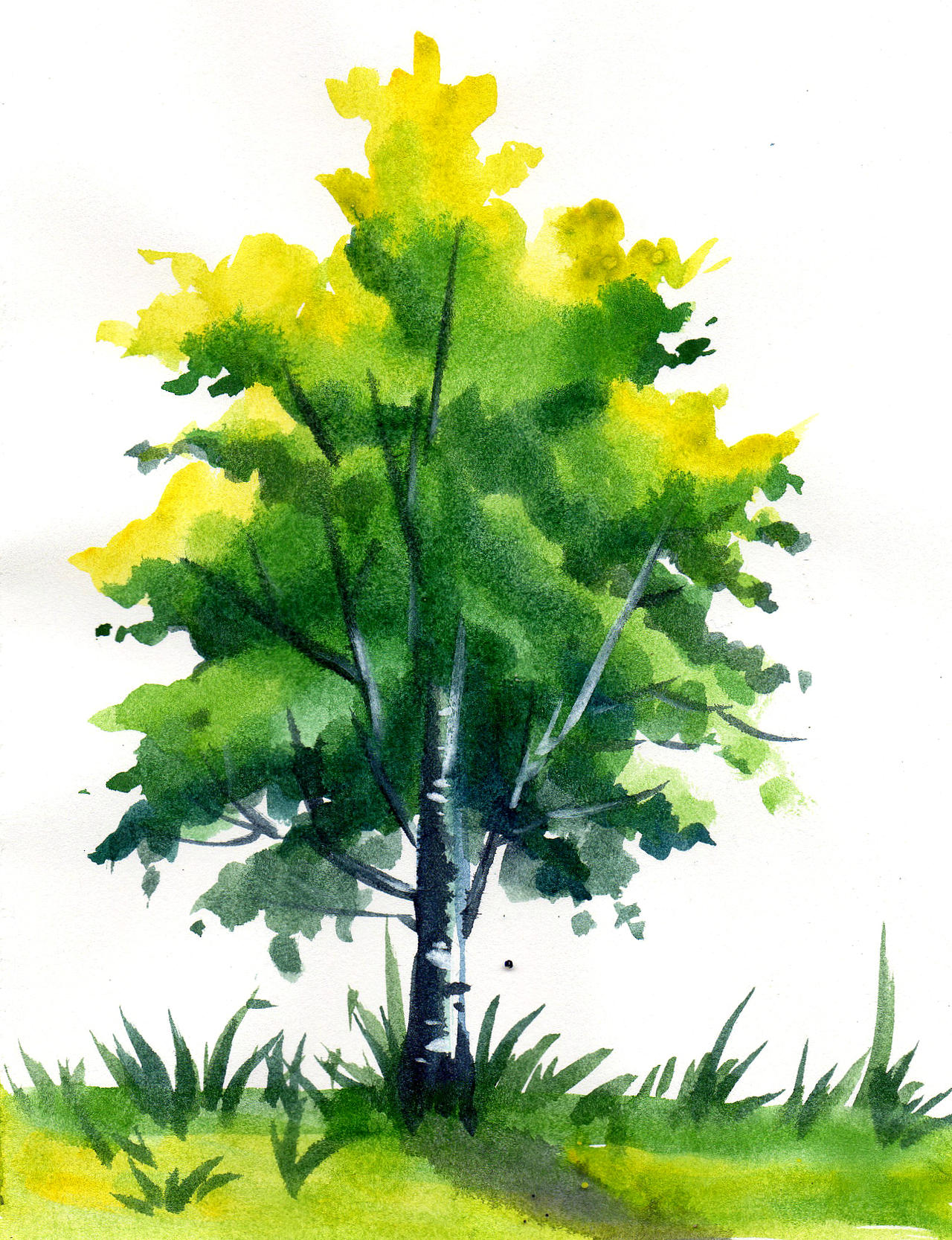 Birch tree by Rikkimaru129 on DeviantArt