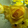 yellow rose.