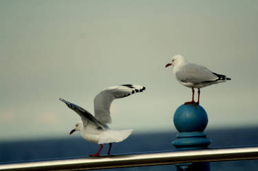 The Seagulls