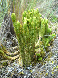 Plant in Cotapaxi National Park 1