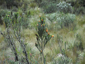 Plant in Cotapaxi National Park 2