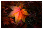 Autumn Glow 01 by UrbanRural-Photo