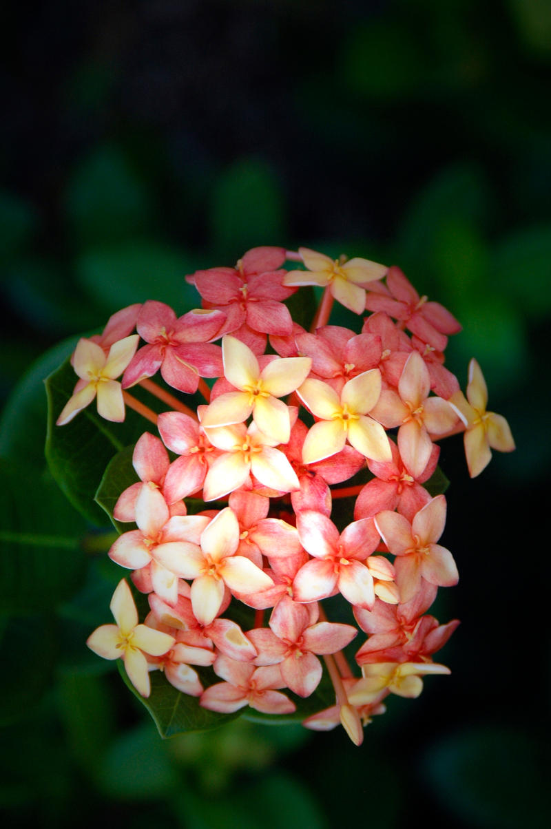 Roadside Flowers