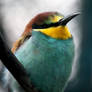 Merops apiaster