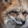 Red Fox II