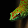 Phelsuma grandis