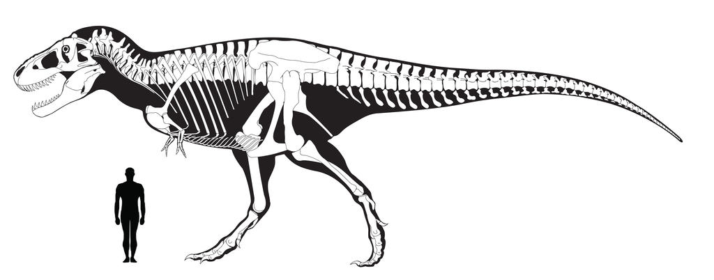 T.rex Size Comparison by RexFan684