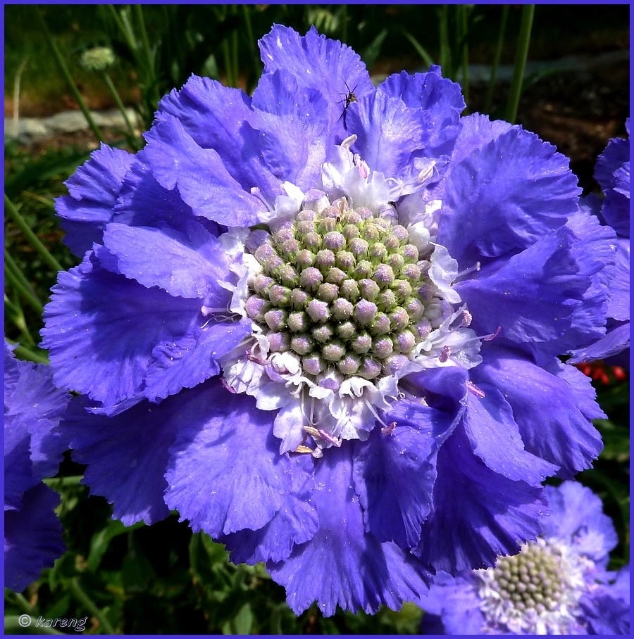 Scabiosa Hybrid