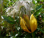 Clematis chiisanensis 02 by Lupsiberg