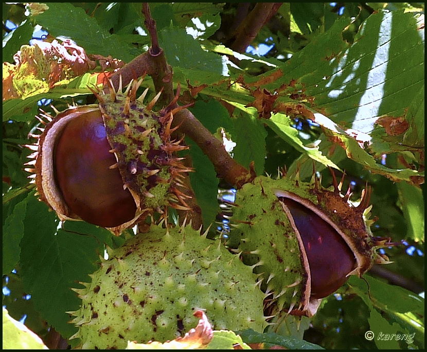 Horse chestnuts 2