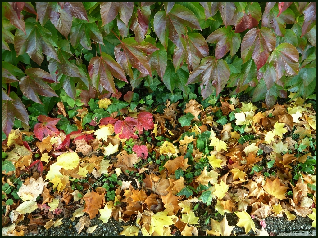 Autumn leaves 2