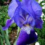 Iris 2