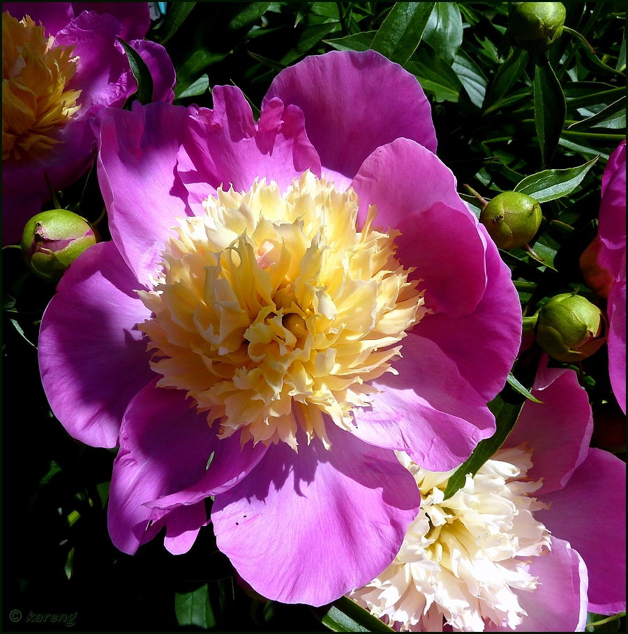 Pink peony 02