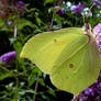 Brimstone butterfly