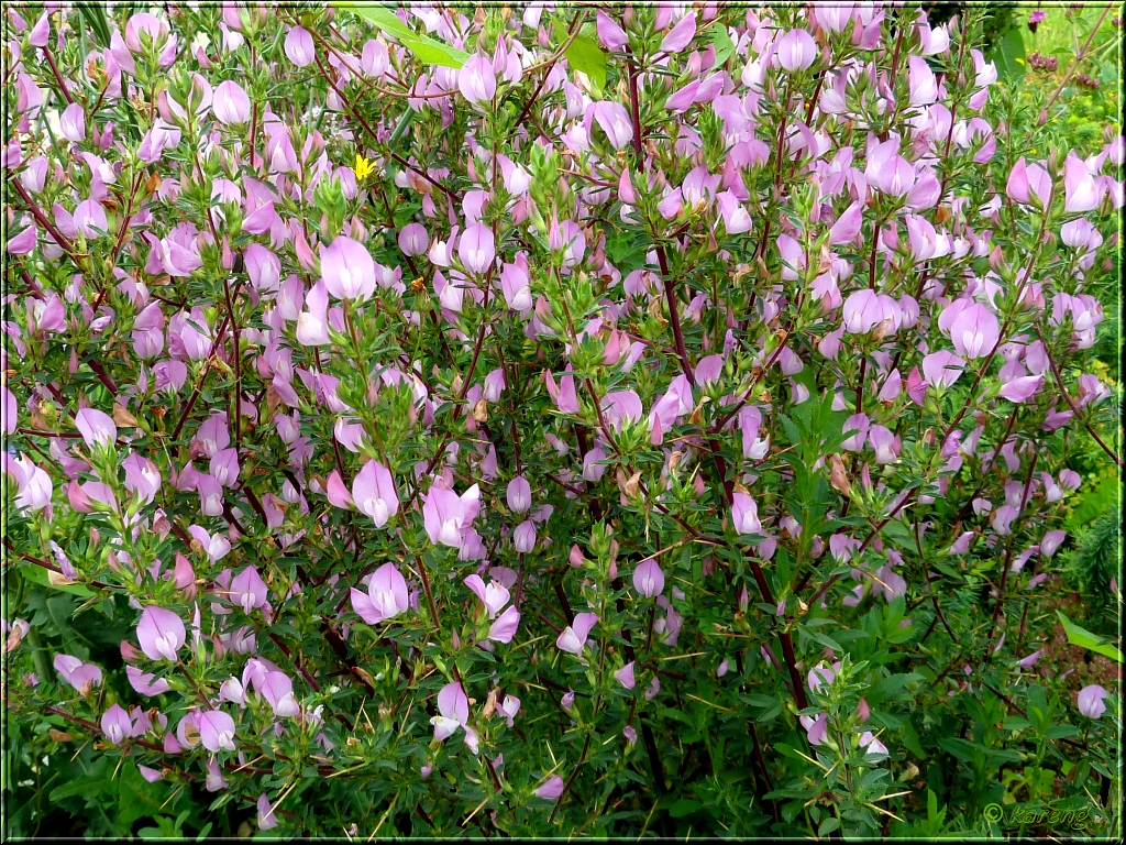 Spiny Restharrow