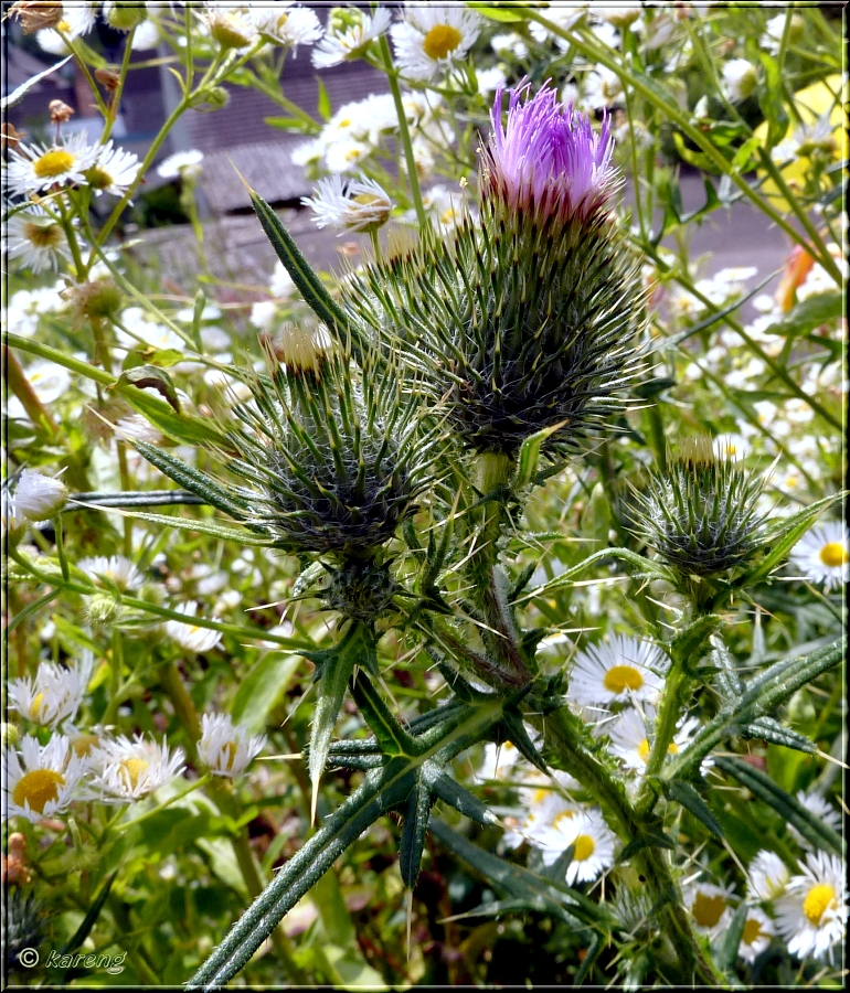 Spear Thistle