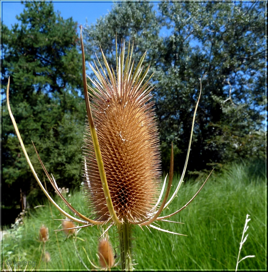 Wild Teasel