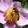 European Hoverfly