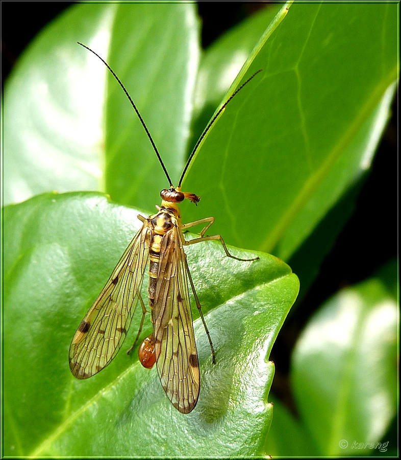 Scorpion Fly