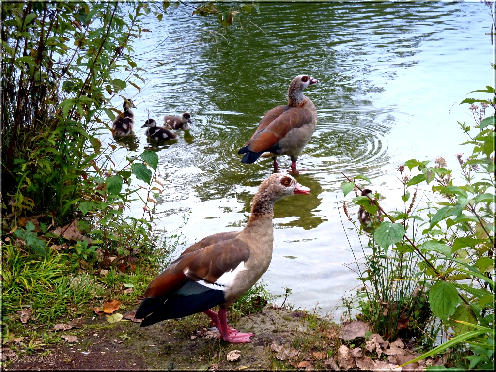 Egyptian Goose Family