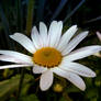 Ox-eye Daisy 2