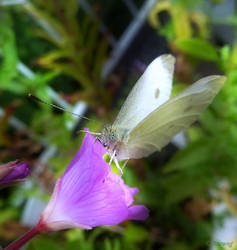 European Cabbage Butterfly