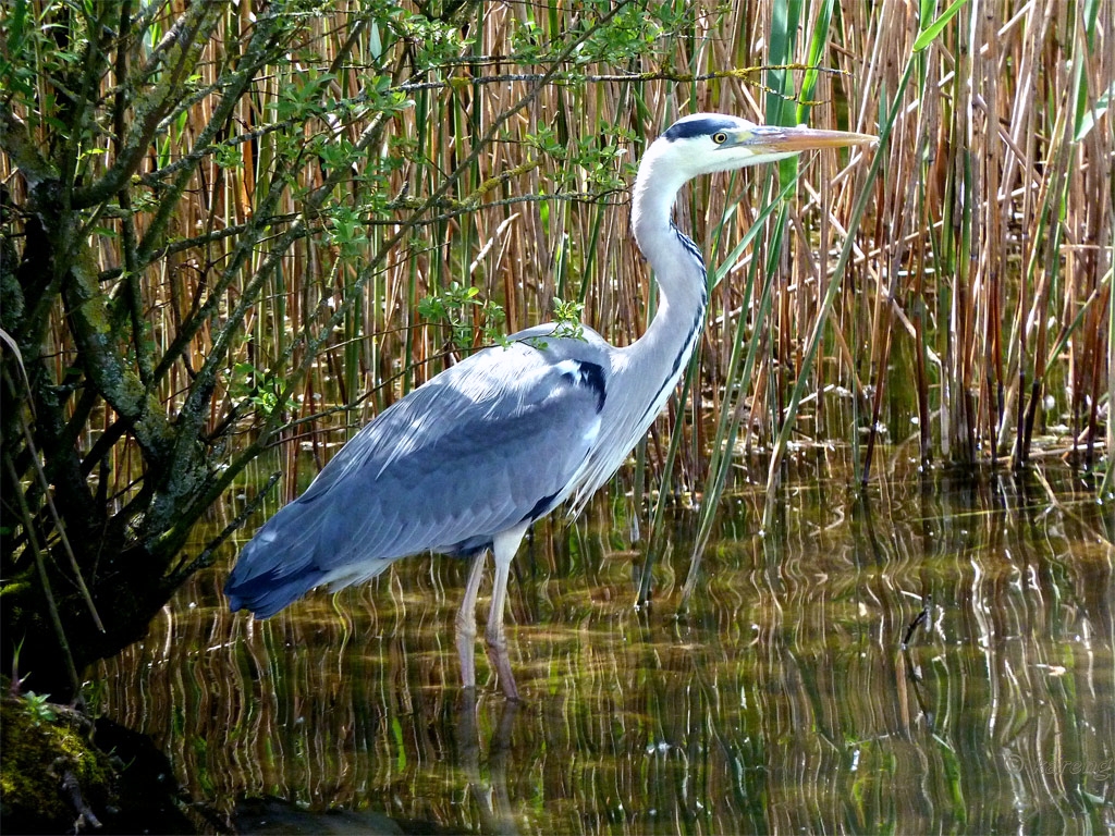 Grey Heron