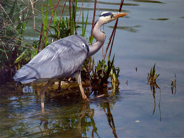 Grey Heron 5