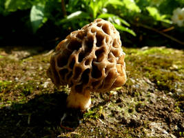 Yellow Morel