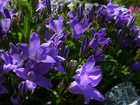 Adriatic Bellflower