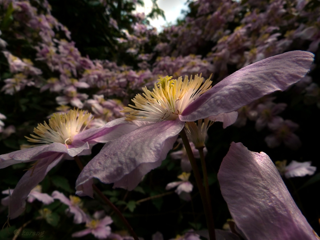 Clematis 5