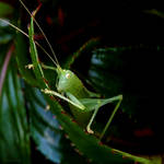 Young Grasshopper by Lupsiberg