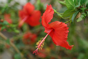 Hibiscus