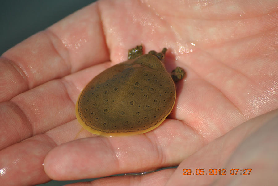 Deviantart Softshell Turtle Softshell Turtle by Ciao-Arrivederci on DeviantArt