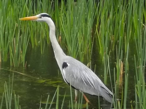 Wading Bird