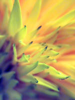 Macro Sunflower Love