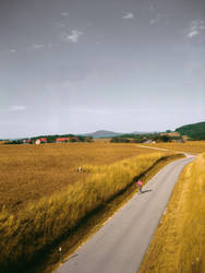 amber waves of grain.