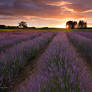 Lavender Dawn