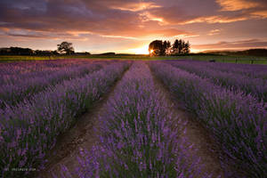 Lavender Dawn